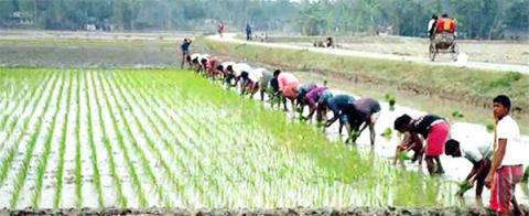 ছবি ; বোরো চাষে ব্যস্ত গাইবান্ধার কৃষকরা।