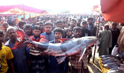 ছবি : বগুড়া গাবতলীর ঐতিহ্যবাহী পোড়াদহ মেলায় এবার ৭৩কেজি ওজনের একটি বাঘাইড় মাছ উঠেছিল- যার দাম হাকা হয়েছিল ১লাখ ১৬ হাজার টাকা।