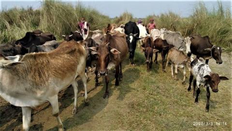 ক্ষুরা রোগে আক্রান্ত গরুর ছবি