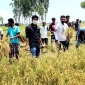 বগুড়ায় দরিদ্র কৃষকের ধান কেটে ঘরে তুলে দিলেন ছাত্রলীগ