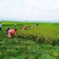 মহালছড়িতে করোনা শনাক্ত পরিবারের পাশে স্থানীয় গ্রামবাসী