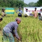 এবার রাঙামাটি জেলায় ৭১৪৫ হেক্টর জমিতে ধান চাষ করা হয়