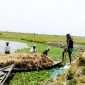 পানিতে ভাসছে কৃষকের স্বপ্ন, আমন চাষ ব্যাহত হওয়ার আশঙ্কা