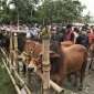 কোরবানির পশুরহাটে ক্রেতা শূন্য দুশ্চিন্তায় খামারিরা