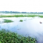 আত্রাইয়ে জলাবদ্ধতায় ৬ হাজার হেক্টর জমি অনাবাদি