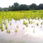 বন্যার পানিতে আত্রাইয়ে ডুবে গেছে প্রায় ৬শ’ বিঘা জমির পাট