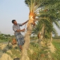 মধুবৃক্ষ খেজুর গাছ ঝোড়া শুরু করেছে গাছিরা