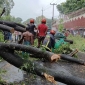 কাপ্তাই-চট্টগ্রাম  সড়কে গাছ পড়ে সড়ক যোগাযোগ বন্ধ