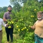 রাউজানে ভিয়েতনামি হলুদ মাল্টার বাম্পার ফলন