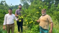 রাউজানে ভিয়েতনামি হলুদ মাল্টার বাম্পার ফলন