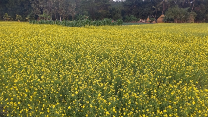 রাউজানে সরিষা ক্ষেতে হলুদের হাতছানি