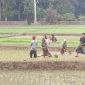 ফটিকছড়িতে বোরো চাষে নারী শ্রমিকরা