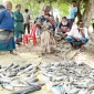 এ কেমন শত্রুতা : পুকুরে বিষ দিয়ে মাছ নিধন