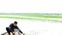 আত্রাইয়ে জেলেদের মাছ শিকারের মহোৎসব