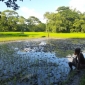 ঈশ্বরগঞ্জে আদালতের ১৪৪ ধারা অমান্য করে ধান রোপণের অভিযোগ