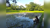 ঈশ্বরগঞ্জে আদালতের ১৪৪ ধারা অমান্য করে ধান রোপণের অভিযোগ